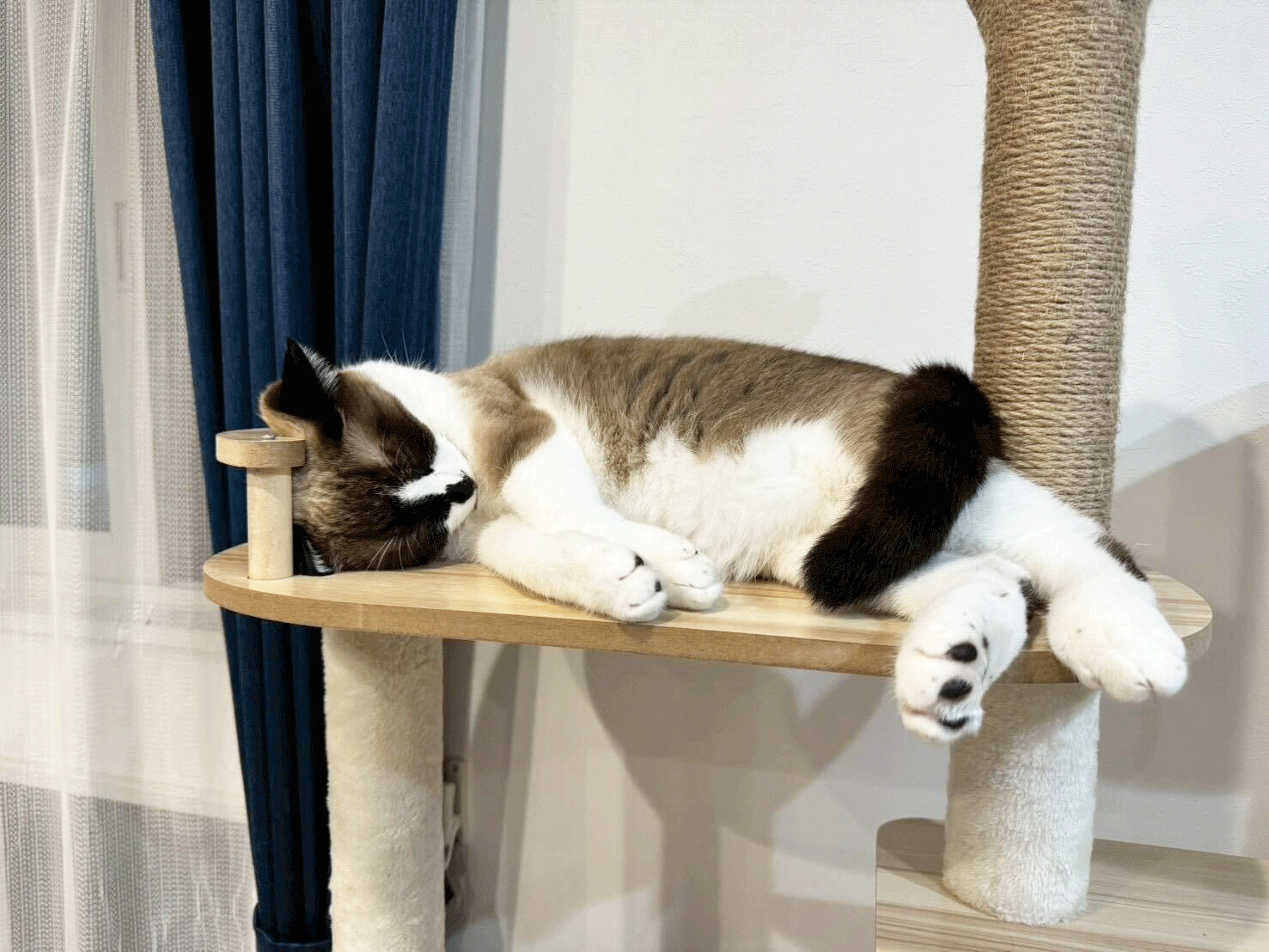 sleeping cat
